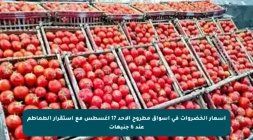 أسعار الخضروات في أسواق مطروح الأحد 17 أغسطس مع استقرار الطماطم عند 6 جنيهات